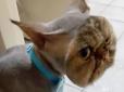 Персидський кіт Цзінь Цзінь став жертвою грумера-нездари (фото)