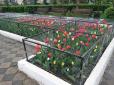 Квіти за гратами: Особливості вирощування тюльпанів у 