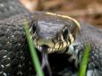 Змії виявилися набагато розумнішими, ніж вважалося раніше - слово вченим