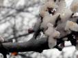 Ціни на фрукти підстрибнуть вдвічі: Аномальні весняні заморозки та сніг знищили майбутній урожай