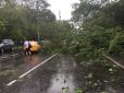 Наслідки негоди у Москві: Ураган повалив дерева, які заблокували виїзд з резиденції Дмитра Медведєва