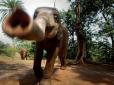Розбійники з великої дороги: У Таїланді дикі слони грабують автомобілі з фруктами