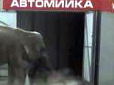 Стала відома історія появи слона на автомийці у Франківську