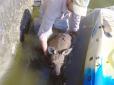 Австралійські рятівники вчасно витягли з води кенгуру, що опинився у каналі (відео)
