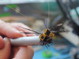 Про те, як зі звичайної комахи вчені зробили ГМО-кіборга  (відео)