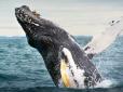 Хваляться, спілкуються чи пустують: Для чого кити вистрибують з води, дізнались науковці