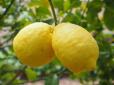 ​Японські вчені відкрили нову корисну властивість лимону