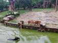 Правозахисники жахнулись: Доглядачі зоопарку кинули живого віслюка на поталу тиграм (відео 16+)
