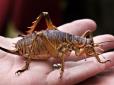 Десять комах, що мають надзвичайні здібності