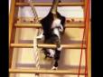 Мережу розсмішила незграбна кішка-акробатка: Опубліковано відео