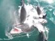 Молодий кит піддався смертельному нападу хижих косаток (відео 12+)