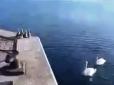 Мережа зворушена відео про маленьких лебедят, які стрибають з пірсу