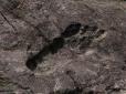 У індійському селі люди в шоці від знайдених слідів невідомої велетенської істоти (фото)
