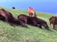 Вчимось веселитись: У Японії відзняли, як коні вигадали собі несподівану забавку (відео)