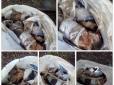 У Києві виявили по-звірячому вбитих кошенят (фото 16+)