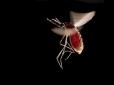 Чим корисні комарі та чому їх не можна знищувати