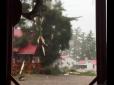 Сила природи: Як блискавка за мить знищила велике дерево (відео)