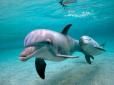 Керченський міст знищує червонокнижних дельфінів, - екологи