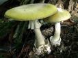 Небзпечні гриби: На Волині від отруєння помер хлопчик, троє дітей в реанімації