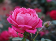 Втратила око: У Росії дівчина ледь не загинула через троянди в саду