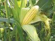Нове законодавство ЄС може призвести до втрати Україною до 40% врожаїв кукурудзи