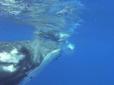 Неймовірно: У Тихому океані кит сховав вченого від тигрової акули (відео)