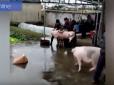 Друг пізнається в біді: Свиня відбила свого побратима у м'ясника (відео)