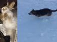 Аномальні морози у Казахстані: У мережі показали загиблих на ходу тварин (відео)