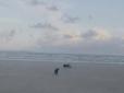 Хіти тижня. Не для людей зі слабкими нервами: На берег в Австралії викинуло морське чудовисько без очей (фото)