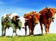 Вчені знайшли серед корів ... оптимістів і песимістів