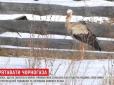 Тепер гуляє серед курей: На Волині родина з дев'ятьма дітьми прихистила на зиму лелеку (відео)