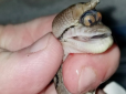 Не для нервових: У США продають змію-циклопа-єдинорога