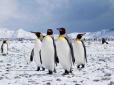 Українських полярників в Антаркдиті обкрадають... пінгвіни