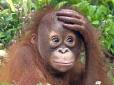 У Британії зухвала мавпа роздягнула туристку (відео)