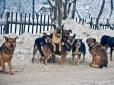 Наклали понад 100 швів: На Одещині зграя собак напала на 6-річну дівчинку