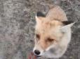 Любить ковбасу: У мережі показали знаменитого лиса з Чорнобиля (фото, відео)