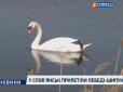 Весна прийшла: У Слов'янськ прилетіли лебеді-шипуни (відео)