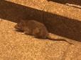 Прийшов до Кличка в гості: Поважного пацюка помітили біля КМДА (фото, відео)