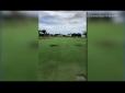 Бій на полі для гольфу: Мережу розвеселило відео погоні гусей за алігатором