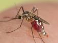 Сезон комарів стартував: ТОП-10 міфів про їх укуси