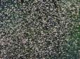 Хіти тижня. Цілі полчища: Популярний український курорт атакували комахи (відео)