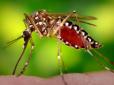 Щастить же людям!: Названа єдина в світі країна, де немає жодного комара