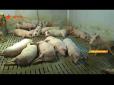 Індивідуальний підхід до кожної тварини: Як доглядають за свинями австрійці в Україні
