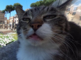 ​Похмурий кіт з Google Street View став героєм мережі (фото)
