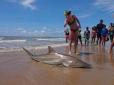 Голими руками: Шокуюче протистояння жінки-рибалки і акули потрапило на відео