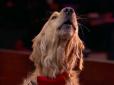 Усі плакали: Собака приголомшив своїм співом на America’s Got Talent (відео)