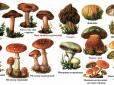 Лайфхак: Як посмакувати грибами і не отруїтися (відео)