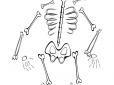 Кілька цікавих фактів про людський скелет