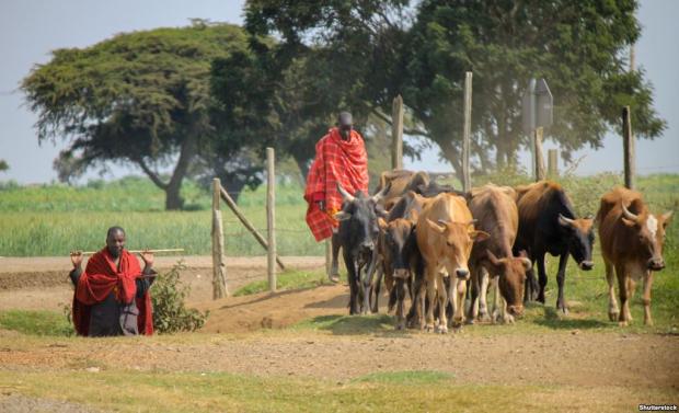 Масаї живуть громадами, займаються скотарством. У середині 19-го століття землі масаїв займали велику площу – вони охоплювали майже всю Велику рифтову долину та прилеглі території. В 1911 році землі масаїв у Кенії були скорочені на 60 відсотків – британці виселили їх, щоб звільнити місце для поселенців на ранчо