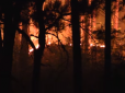 Наслідки катастрофічної пожежі поблизу Великої Ялти (відео)
